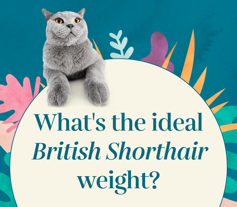 British Shorthair Weight Chart Kg Discounted Buy Tratenor es