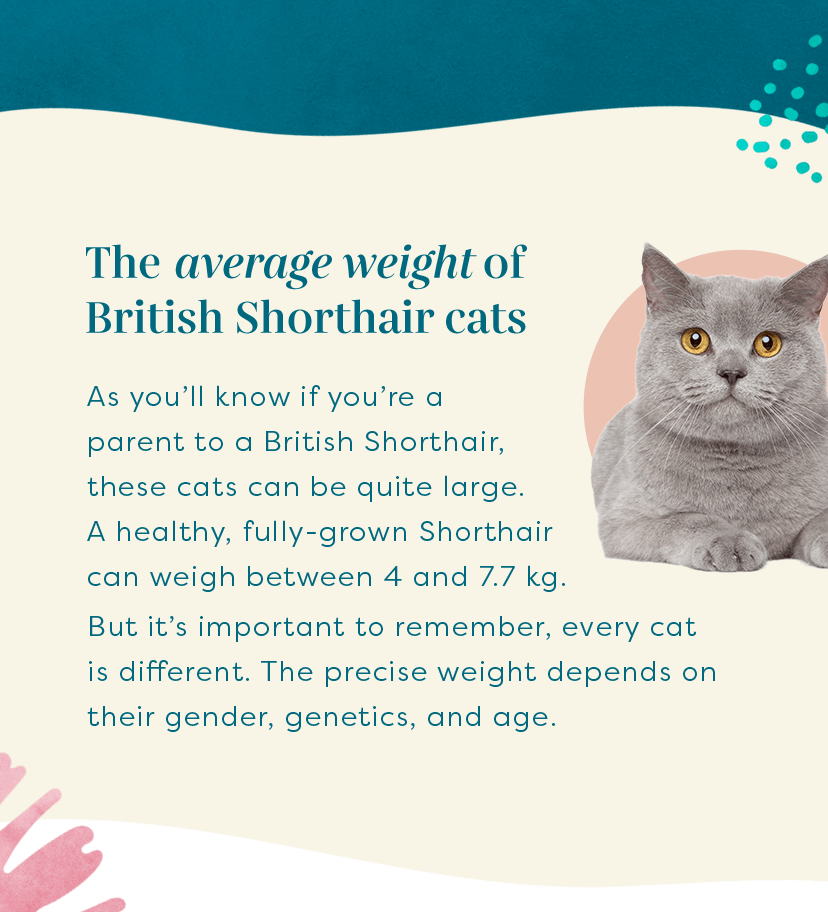 British Shorthair Weight Chart Kg Discounted Buy Tratenor es