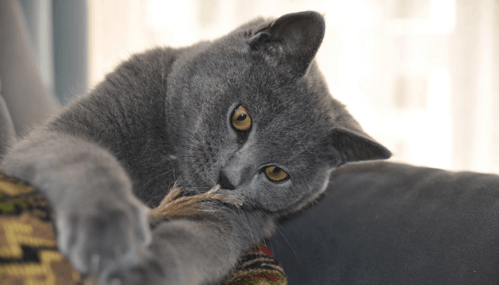 British Shorthair Weight Chart Kg Discounted Buy Tratenor es