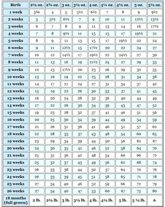 British Shorthair Weight Chart Kg Discounted Buy Tratenor es