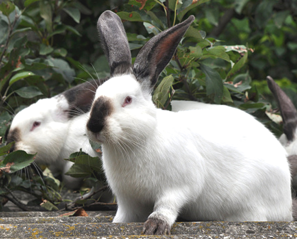 Californian Rabbit Breed Colors Size Lifespan Price 