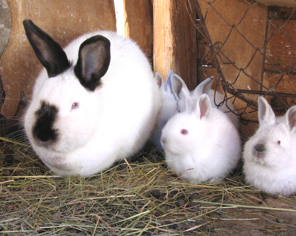 Californian Rabbit Breed Colors Size Lifespan Price 