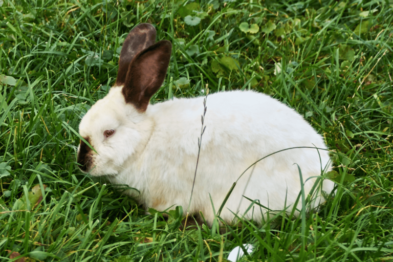 Californian Rabbit Size Color Behavior Temperament 