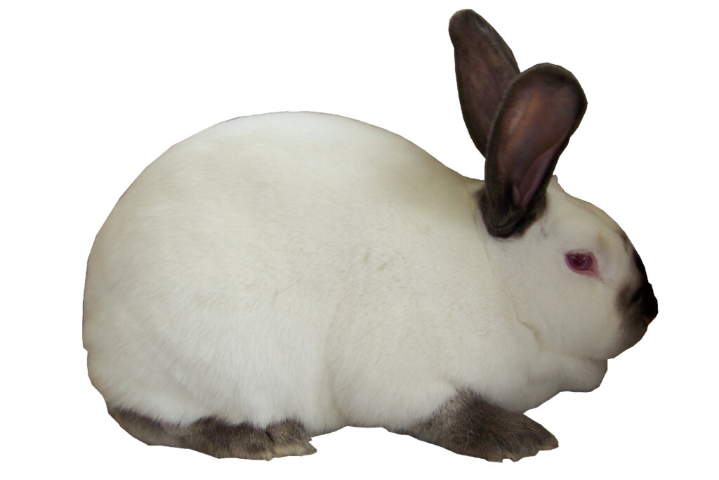 Californian Rabbits USA Rabbit Breeders