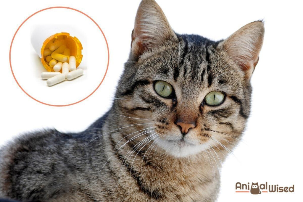 Carprofen For Cats Uses Dosage And Side Effects
