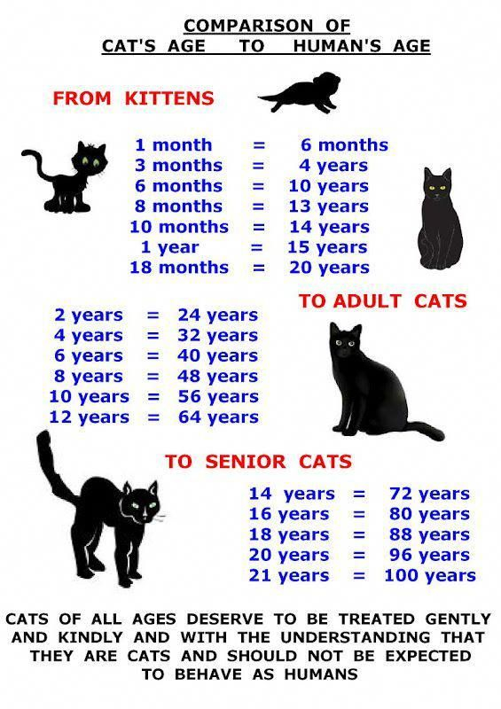 Cat Age And Weight Chart Cat Age Weight Chart