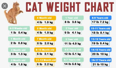 Cat Age Weight Chart Cat Weight Chart Weight Charts Kitten Age Chart