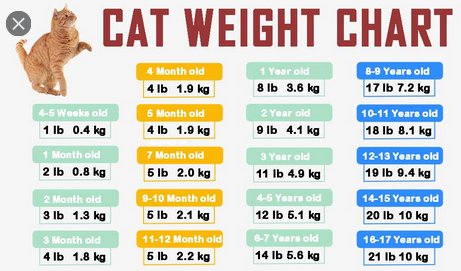 Cat Age Weight Chart Cat Weight Chart Weight Charts Kitten Age Chart