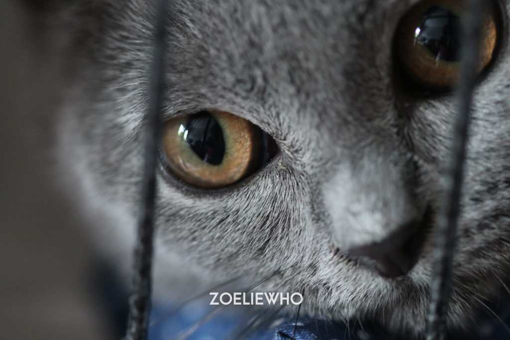 Cat British Shorthair Weight Chart It 39 s Zoelie Her Blog