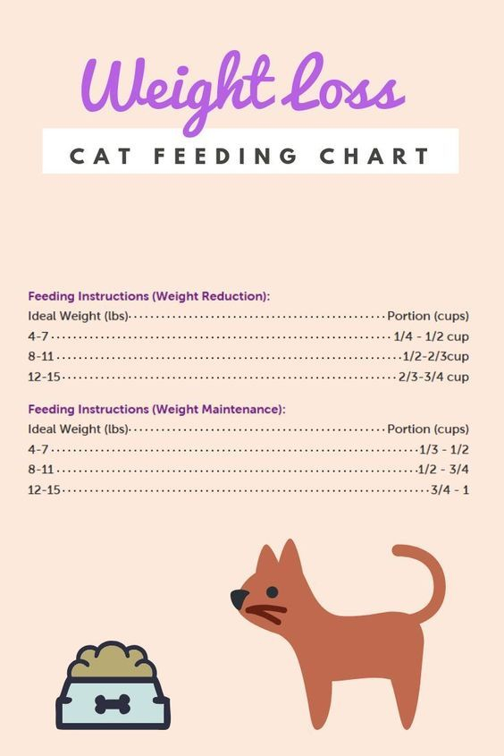Cat Food Chart Weight Age