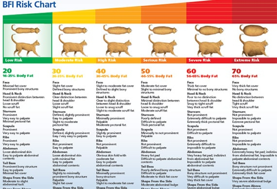 Cat Weight Chart By Age Cat Old Age Chart Years Month Year C