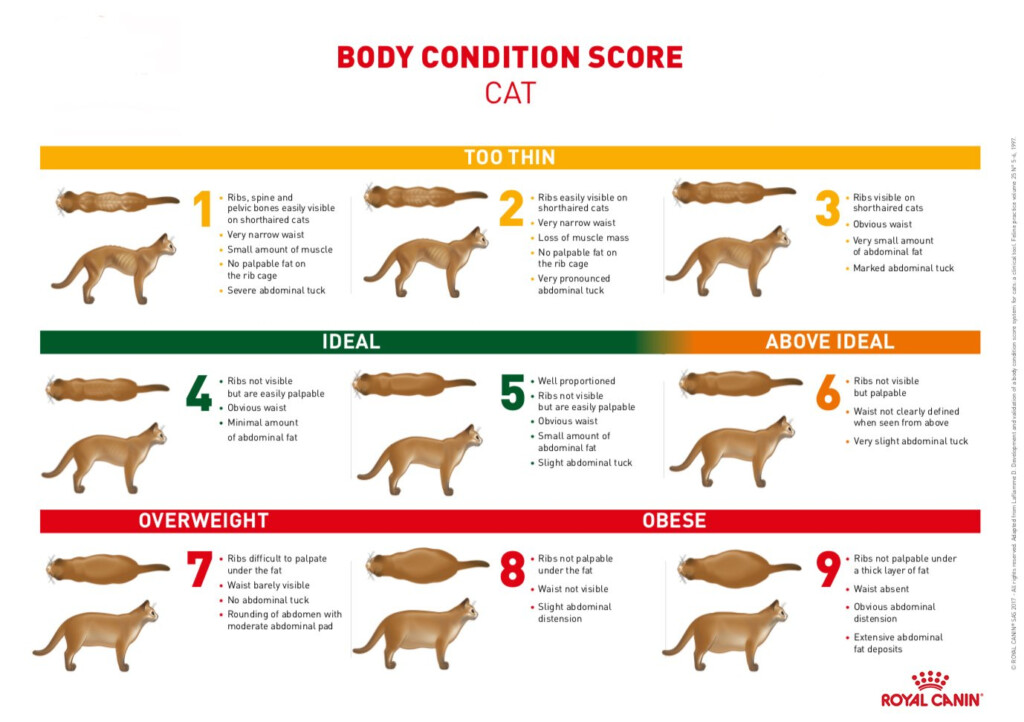 Cat Weight Chart Essential Guide To Healthy Feline Growth Happy Cat Blog