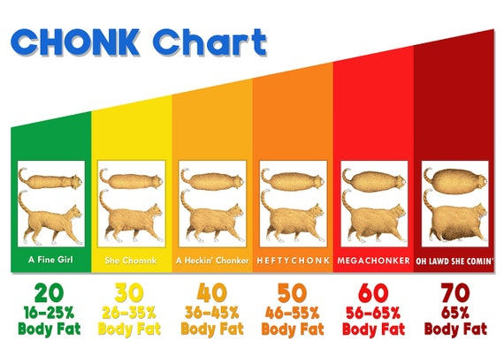 Cat Weight Chart Essential Guide To Healthy Feline Growth Happy Cat Blog