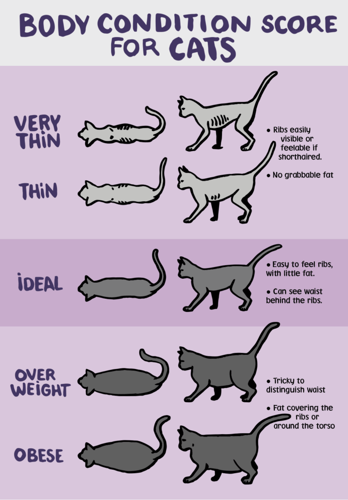 Cat Weight Chart Helping Your Cat Lose Weight JollyPetsLife