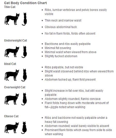 Cat Weight Chart Judging Your Cat 39 s Body Condition