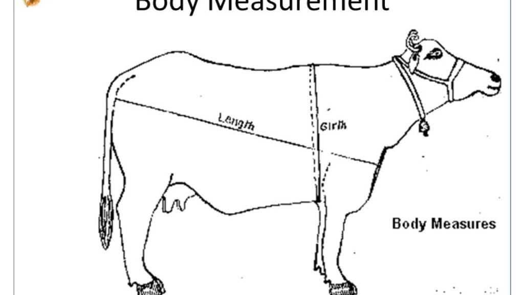Cattle Weight Chart Australian Beef Slaughter Cattle Producer Nt