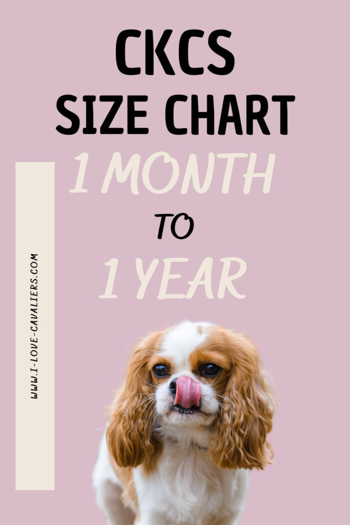 Cavalier King Charles Spaniel Growth Stages Size Weight Chart By Age 