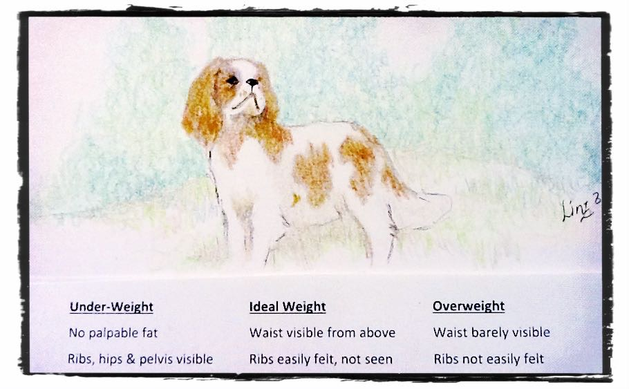 Cavalier King Charles Spaniel Puppy Growth Chart Chart Walls