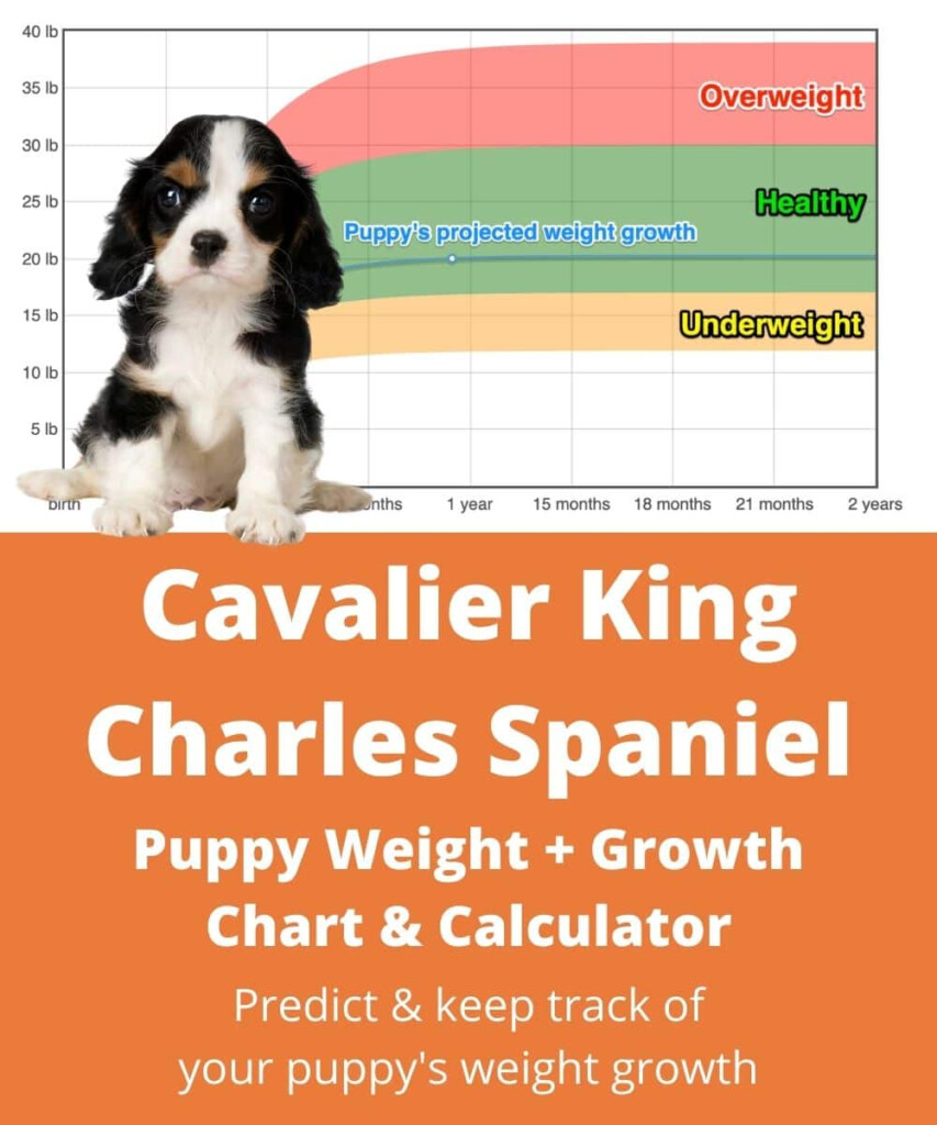 Cavalier King Charles Spaniel Weight Growth Chart 2024 How Heavy Will 