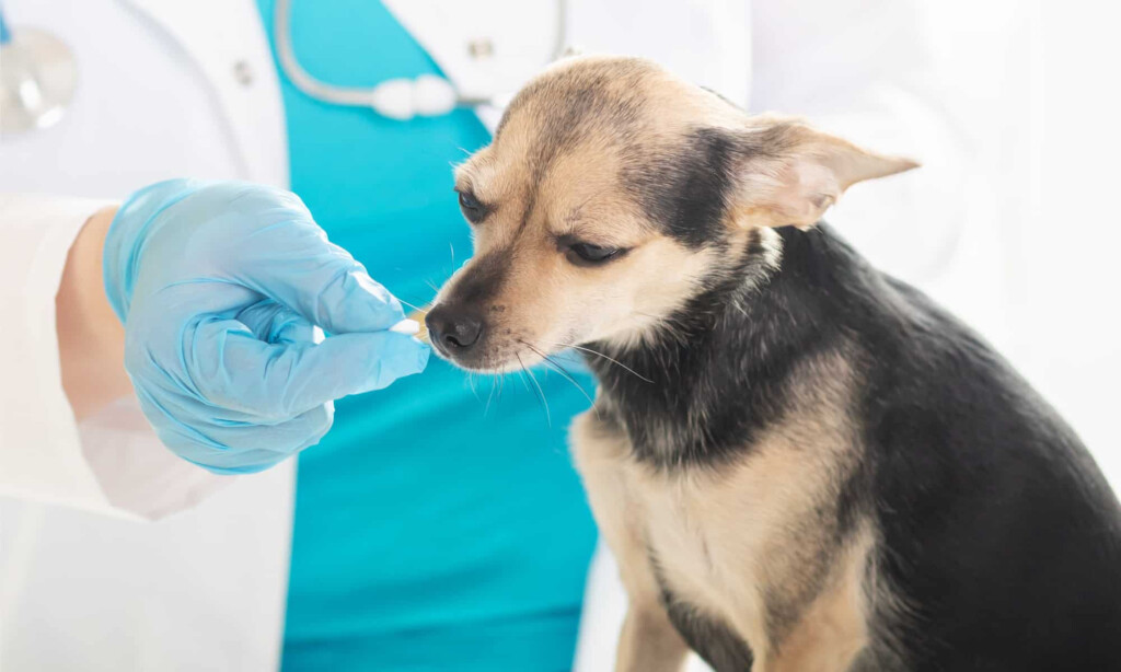 Cephalexin Dosage Chart For Dogs Risks Side Effects Dosage And More 