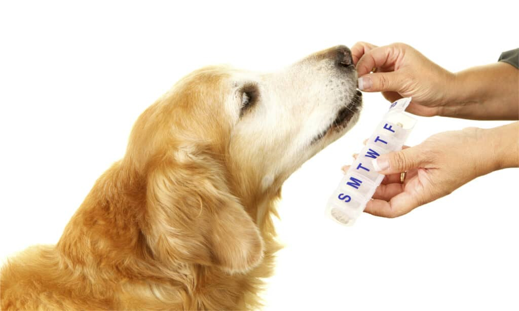Cephalexin Dosage Chart For Dogs Risks Side Effects Dosage And More 