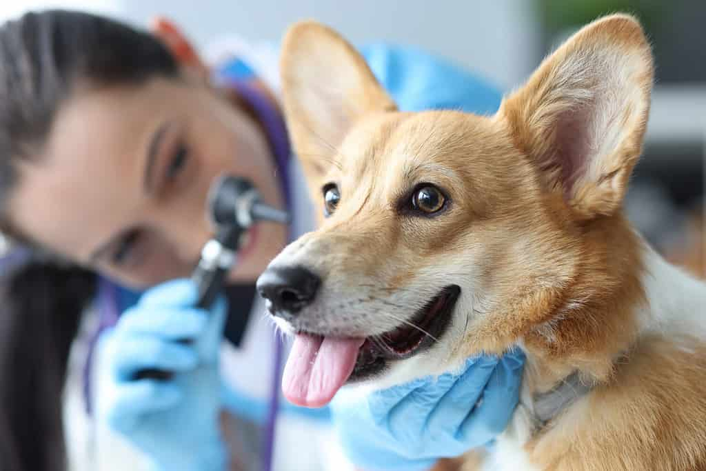 Cephalexin Dosage Chart For Dogs Risks Side Effects Dosage And More 