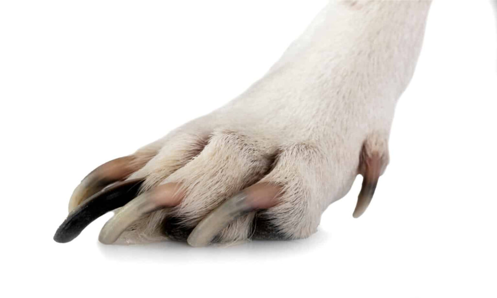 Cephalexin Dosage Chart For Dogs Risks Side Effects Dosage And More 