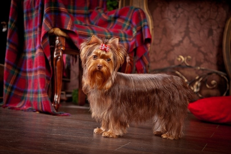 Chocolate Yorkie Growth Weight Chart Puppy To Adult With Pictures 