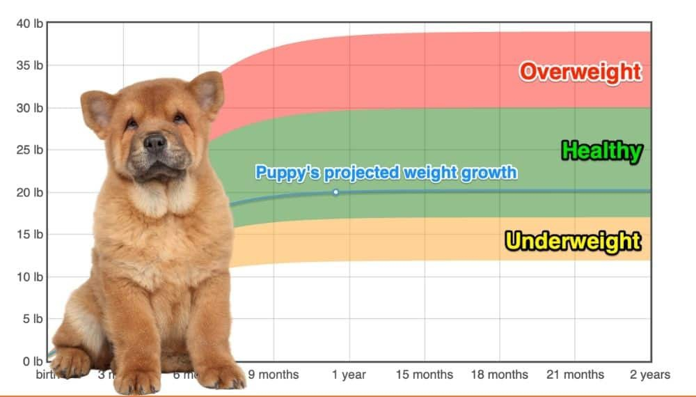Chow Chow Weight Growth Chart 2023 How Heavy Will My Chow Chow Weigh 
