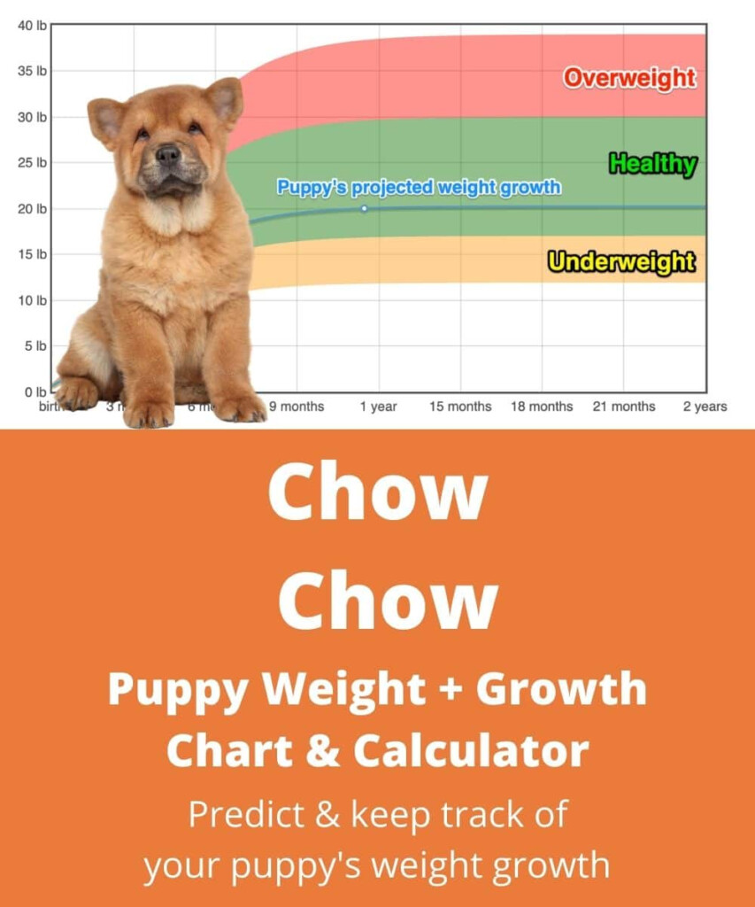 Chow Chow Weight Growth Chart 2024 How Heavy Will My Chow Chow Weigh 