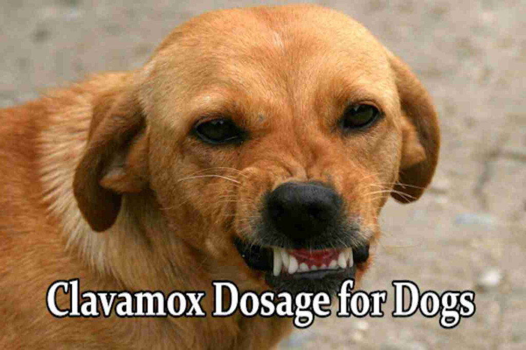 Clavamox DOSAGE By Weight For Dogs Suggested Dose By Vets