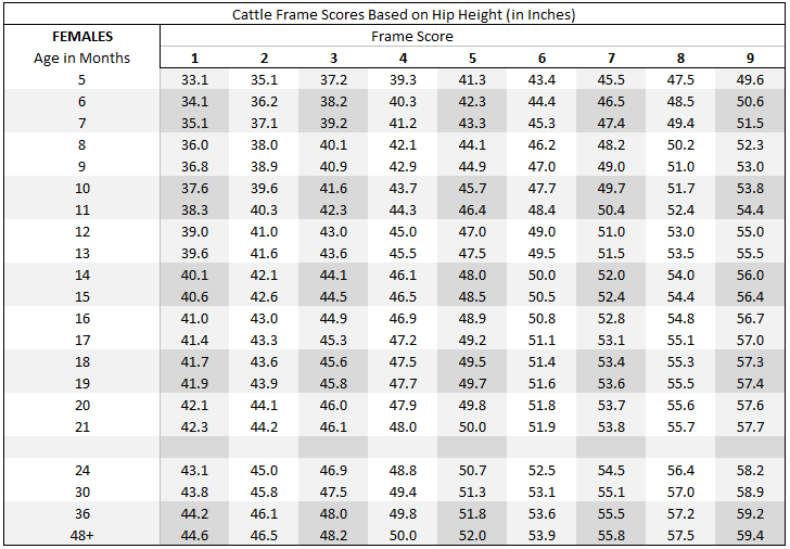 Dairy Cow Weight Tape Chart All About Cow Photos