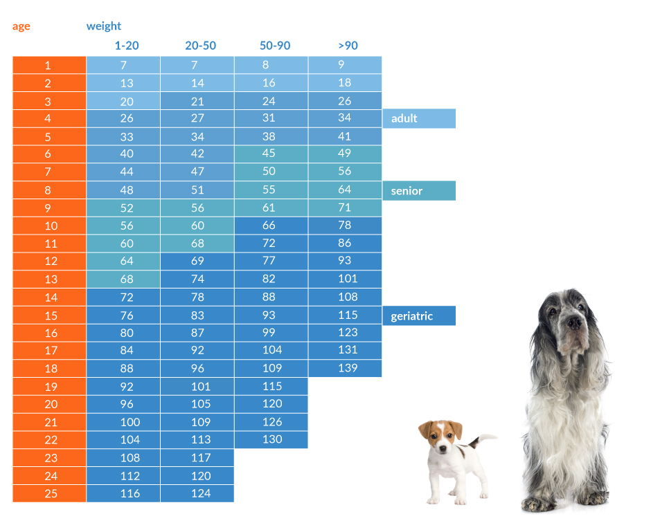 Dog Age Chart By Weight Amulette