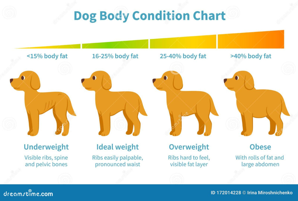 Dog Body Weight Chart Stock Vector Illustration Of Ribs 172014228