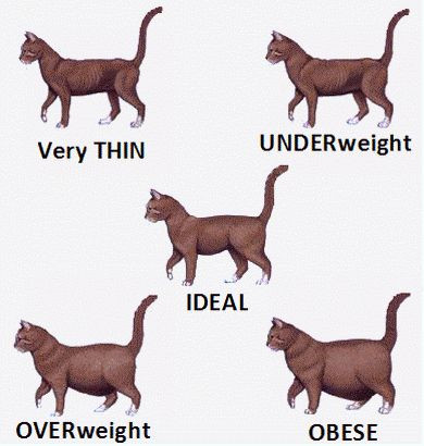 Domestic Shorthair Cat Weight Chart By Age Wondering What Th