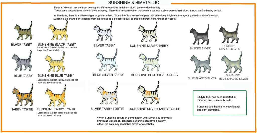 Domestic Shorthair Cat Weight Chart By Age Wondering What Th