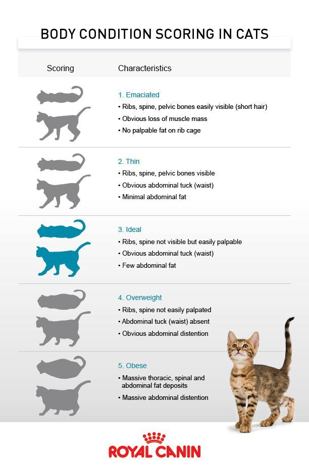 Domestic Shorthair Cat Weight Chart By Age Wondering What Th