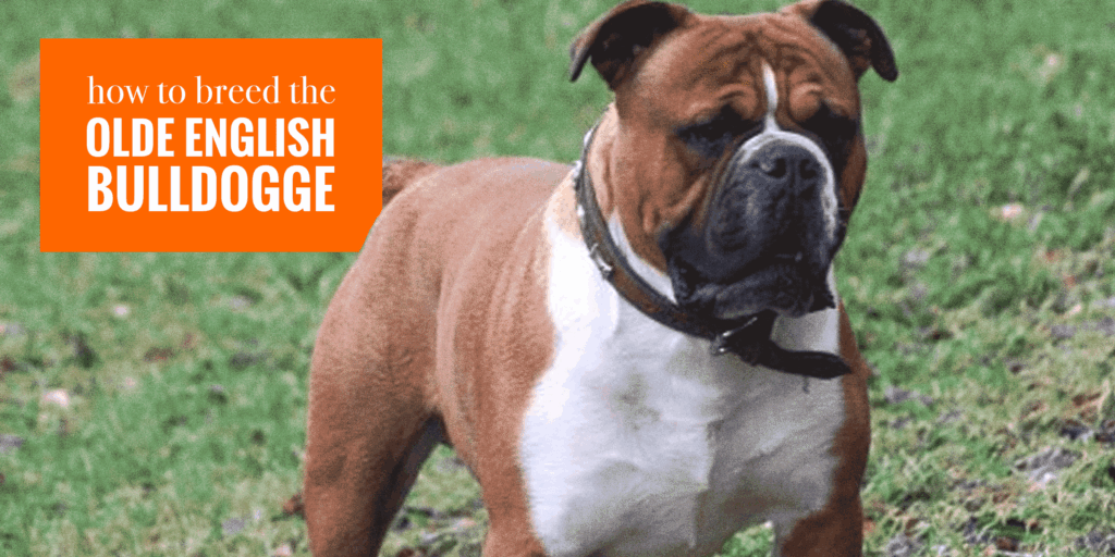 English Bulldog Weight Chart
