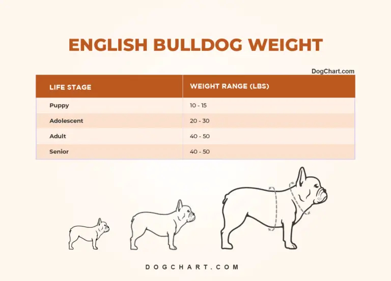 English Bulldog Weight Chart In KG Lbs By Life Stages
