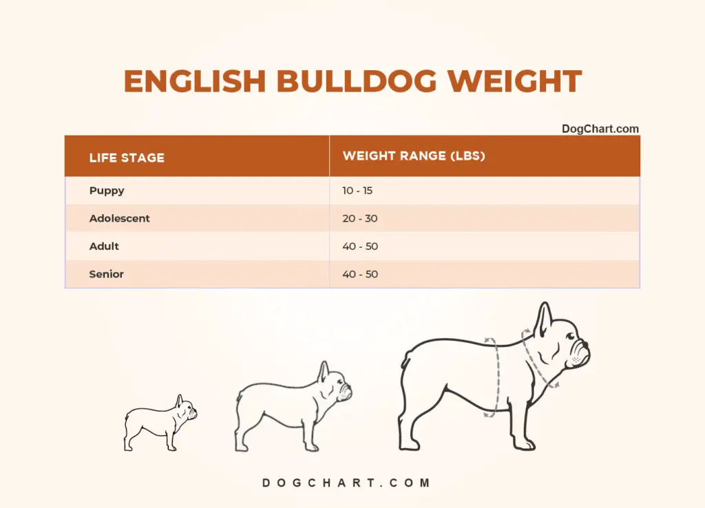 English Bulldog Weight Chart In KG Lbs By Life Stages