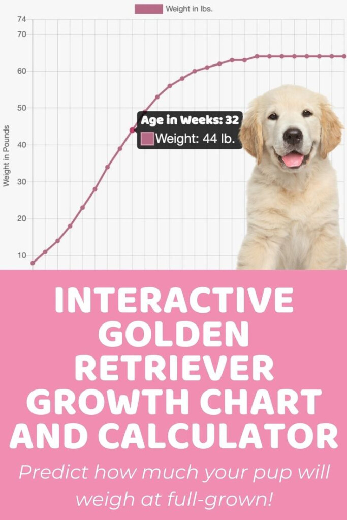 Female Golden Retriever Weight Chart Kg Golden Retriever Dog