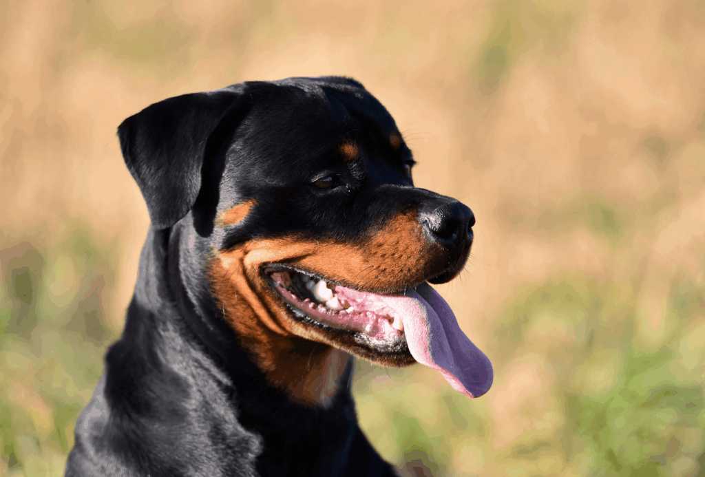 Female Rottweiler Weight Chart