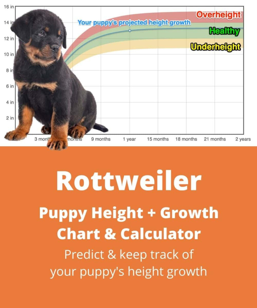 Female Rottweiler Weight Chart