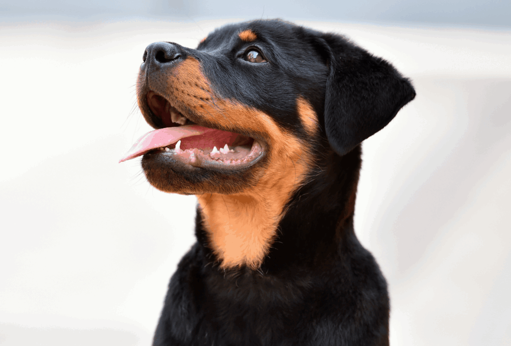 Female Rottweiler Weight Chart