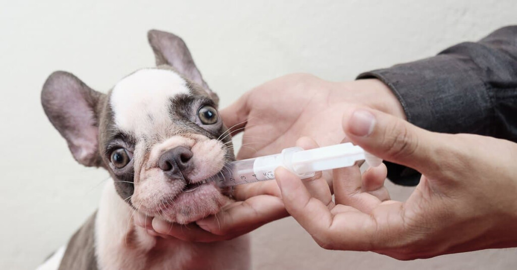 Fenbendazole Dosage Chart For Dogs Risks Side Effects Dosage And 