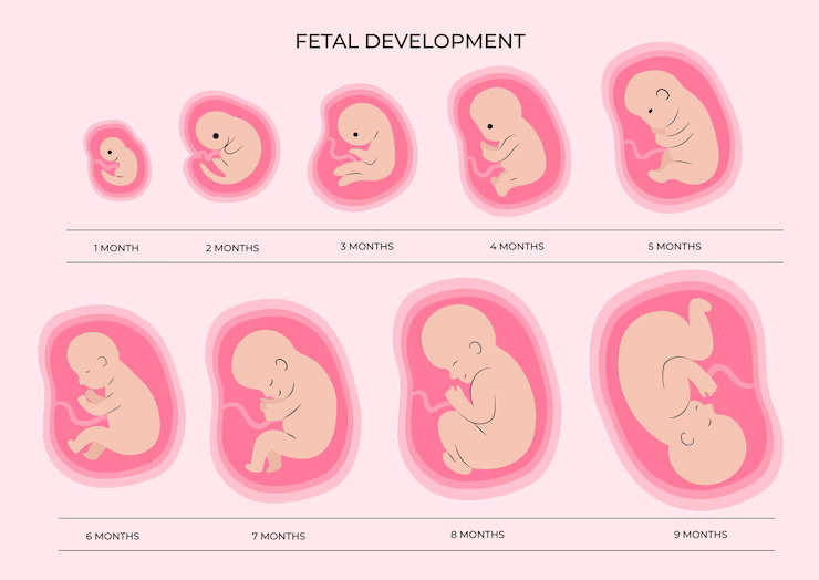 Fetal Growth Chart Week By Week Size And Weight Of The Fetus