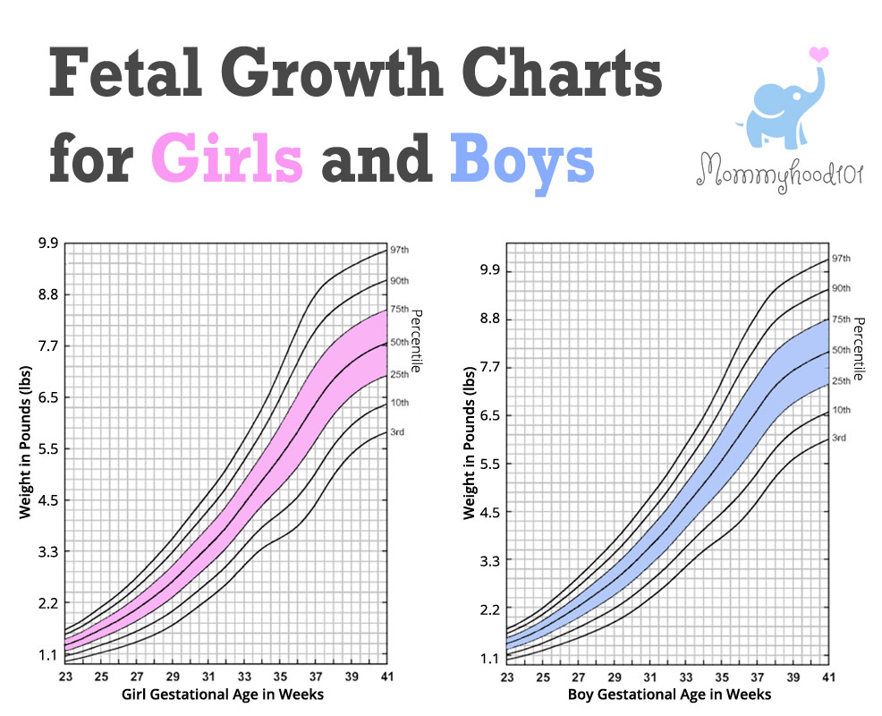 Fetal Weight Percentile Chart By Week Is Your Baby Thriving 