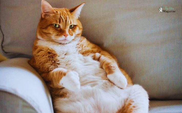 Find A Ideal Healthy Cat Weight Chart