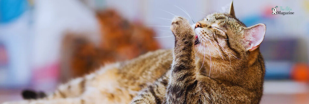 Find A Ideal Healthy Cat Weight Chart