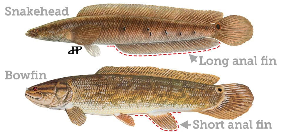 Fish Rules Bowfin In FL State Waters